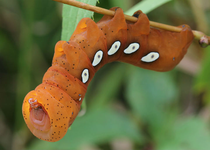Pandora Sphinx Moth Caterpillar